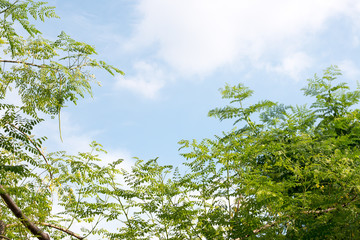 group of green leaf and sky,cloud and blue sky,green leaf from garden,green leaf make oxygen,copy space.