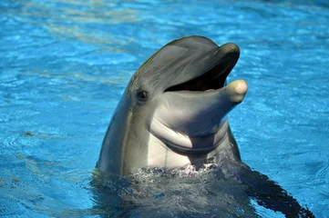 Crédence de cuisine en verre imprimé Dauphin Bottlenose dolphin head