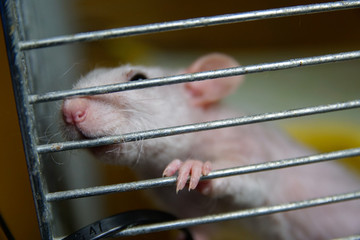 Łysy szczur © Aruru