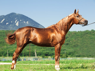 exterior of arabian chestnut  stallion at the mountain backgroun
