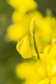 Close Up Of Yellow Flowers Of Genista Sagittalis Broom Plant