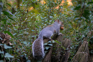 gray squirrel in the foreground eating peanut