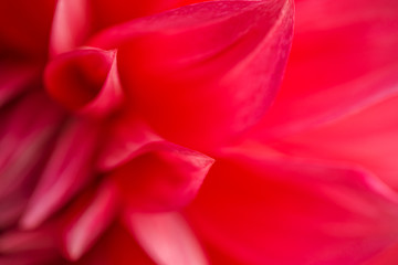 Macro image of a red dahlia flower in fresh blossom isolated, background flower © martingaal