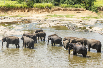 Fototapeta na wymiar Elefanten im Fluss