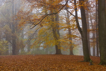 Obraz premium Autumn fog forest