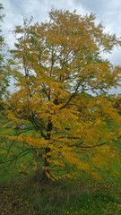 il colore degli alberi in autunno