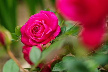 pink or red rose in garden, blooming flower