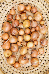 Fresh onions. Onions background. Ripe onions. Onions in basket