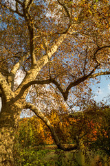 Colorfull italian park with trees and autumn colors