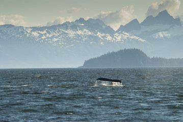 Obraz premium Humpback Whale Fluke and Baranof Island, Alaska