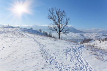 Winter landscape with lots of snow and trees