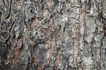 Textured of old bark pattern closeup background