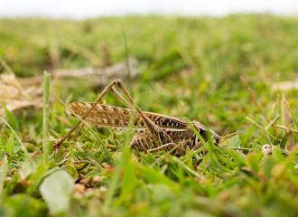 grasshopper in nature. macro