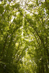Green park alley  in a daylight. Tall trees, branches with green leaves. Summer park