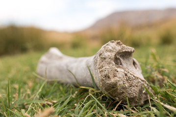 bone of an animal in nature