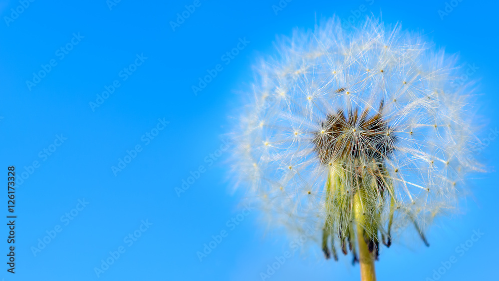 Wall mural Dandelion white globular head of seeds on the blue sky backgroun