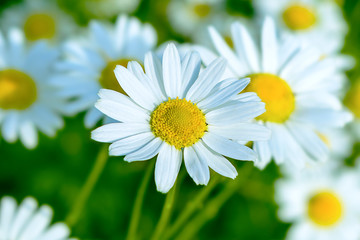 Blooming white daisy on the summer meadow background