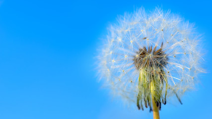 Dandelion white globular head of seeds on the blue sky backgroun