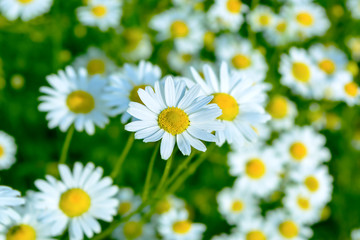 Obraz na płótnie Canvas Summer meadow of blooming daisies, selective focus