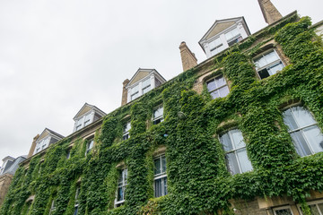 Green facade, vertical garden in architecture