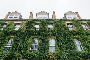 Green facade, vertical garden in architecture