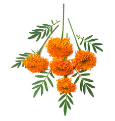 Bouquet of flowers marigold isolated on white background