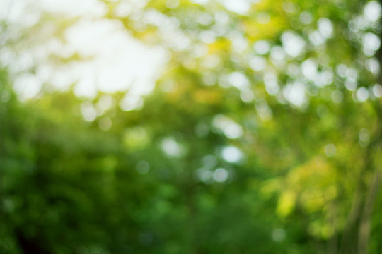 Green bokeh abstract light background. Sunny abstract green nature background.