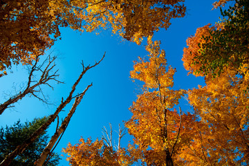 Fototapeta premium Leaf maple trees and sky in natural light