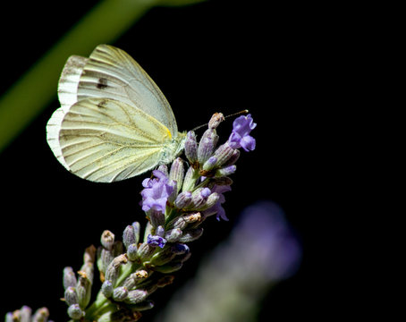 Pieride del navone (Pieris napi)