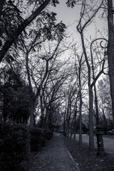 tree in a park in black and white