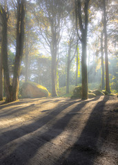 Obraz premium Mystic Forest on a foggy morning