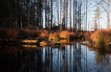 Obraz premium Small calm creek in autumn