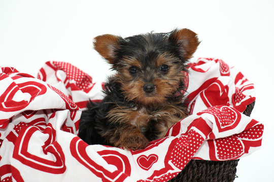 8 Week Old Yorkshire Terrier Puppy