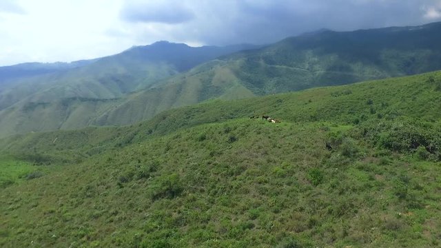 Bergische Landschaft mit Kühen, Valle del Cauca Kolumbien