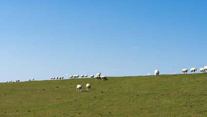Obraz premium Sheep