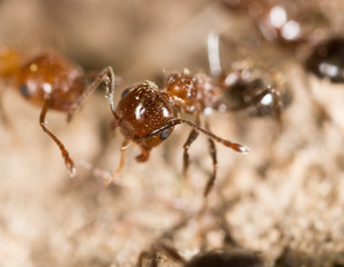 Fototapeta premium ant on the ground. macro