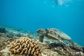 Ocean Life in Maldives Waters With Turtle Corals and Fish