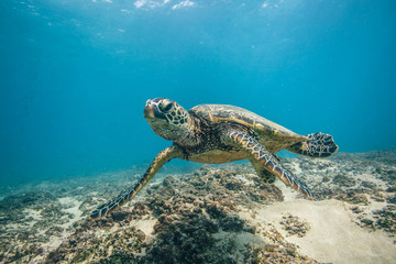 Oceaanleven in de wateren van de Malediven met schildpadkoralen en vissen