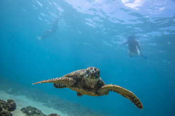 Fototapeta premium Ocean Life in Maldives Waters With Turtle Corals and Fish