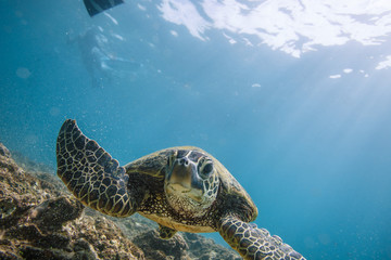 Obraz premium Ocean Life in Maldives Waters With Turtle Corals and Fish