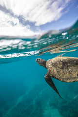 Oceaanleven in de wateren van de Malediven met schildpadkoralen en vissen