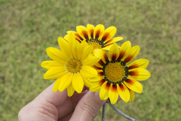 Hand Holding Three Yellow Gazanias, One Plain, Two with Red and
