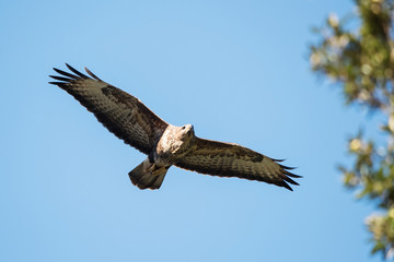Common Buzzard, Prey, Buteo buteo