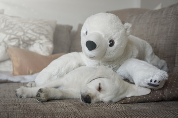 Kuscheltier Eisbär und kleiner süßer labrador welpe schlafen zusammen auf dem sofa