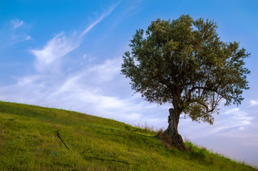 Fototapeta na wymiar Olivo en un valle con hierba verde,con cielo azul y nubes