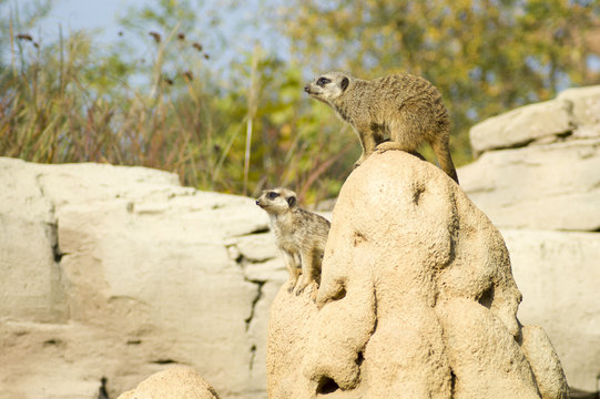 Suricato o meerkat | Suricata suricatta