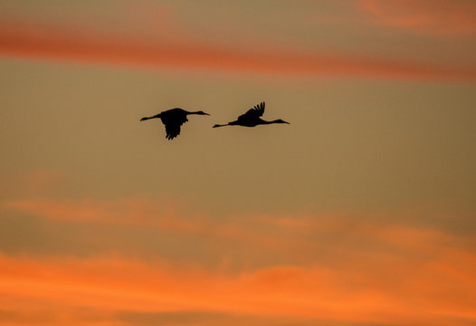 Sandhill Crane Pas De Deux, 