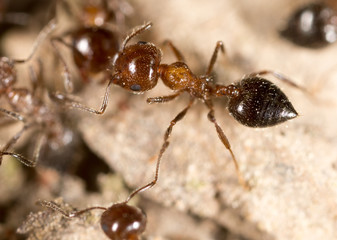 ant on the ground. macro