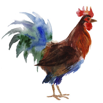 Rooster isolated, watercolor painting on white background