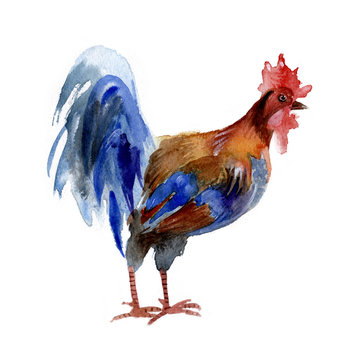 Rooster or Cock isolated on a white background, watercolor